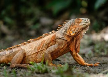 Medio Ambiente asegura que las iguanas silvestres no son aptas para consumo humano