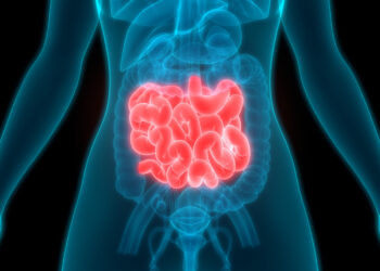 Descubren que el intestino delgado se divide en cinco regiones