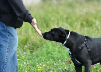 Perros adiestrados logran detectar la enfermedad de Parkinson con una precisión de hasta el 90 %
