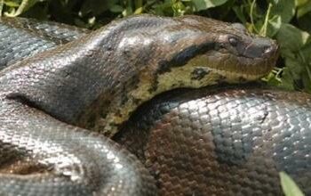 Descubren la nueva especie de serpiente más grande del mundo