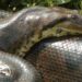 Descubren la nueva especie de serpiente más grande del mundo
