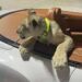 Una tailandesa podría acabar en la cárcel por pasear a su cachorro de león en un coche de lujo