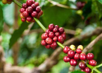 Diputados reciben primeros insumos para Ley Especial del Café