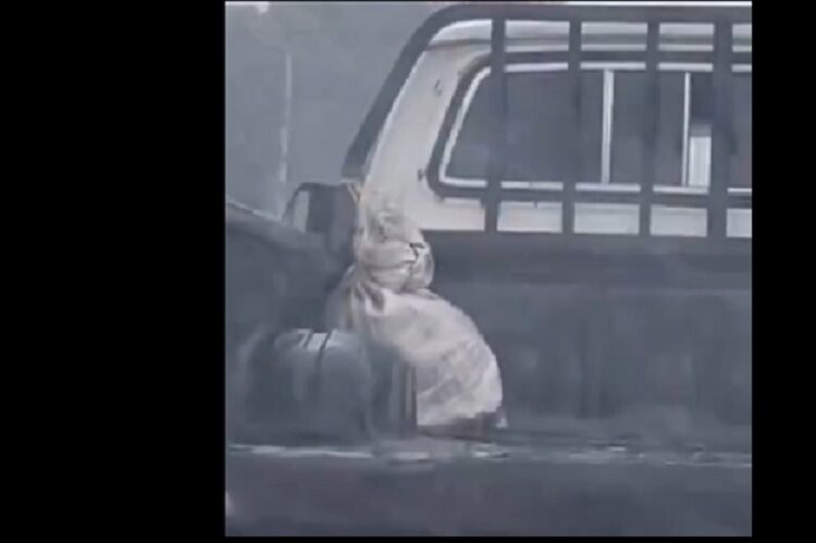 Buscan a conductor que llevaba a un animal vivo dentro de un saco y bajo la lluvia