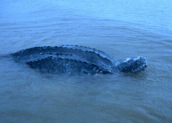 Encontraron la especie de tortuga más grande del mundo en Punta del Este