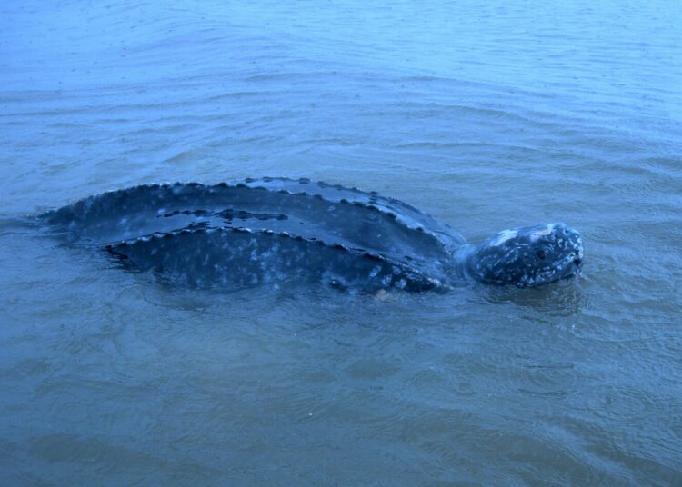 Encontraron la especie de tortuga más grande del mundo en Punta del Este