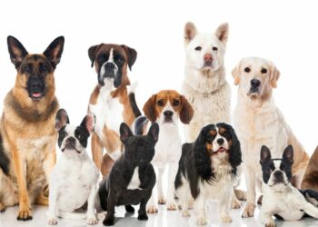 Estudio revela qué razas de perro viven más tiempo que otras