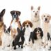 Estudio revela qué razas de perro viven más tiempo que otras