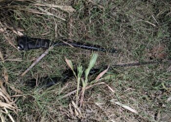 Delincuentes abandonan dos fusiles en el cantón Tecomapa, de Metapán