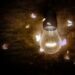 Las polillas no vuelan hacia la luz artificial, sino que intentan evitarla
