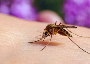 OMS preocupada por el brote de dengue en Latinoamérica