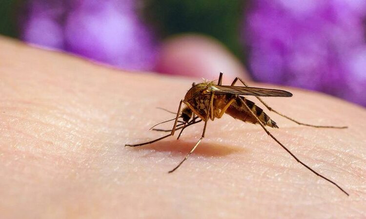 OMS preocupada por el brote de dengue en Latinoamérica