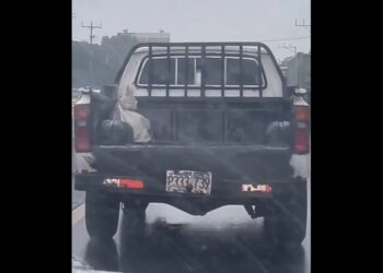 VIDEO | Denuncia a conductor que llevaba un animal vivo al interior de un saco