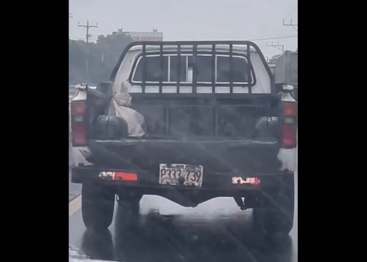 VIDEO | Denuncia a conductor que llevaba un animal vivo al interior de un saco