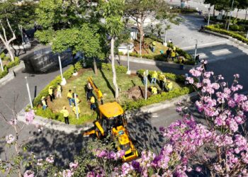 Siembra de maquilishuat inicia en el centro histórico de San Salvador
