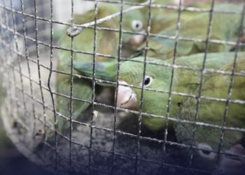 Vendedora que comercializaba pericos en el Mercado Central pasa a instrucción formal