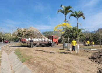 Gobierno continúa la siembra de árboles Maquilishuat en espacios públicos