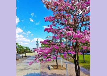 Presidente Bukele recomendó sembrar Maquilishuat en San Salvador