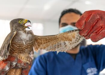 Le recortan plumas y garras a un gavilán para tenerlo como mascota