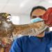 Le recortan plumas y garras a un gavilán para tenerlo como mascota