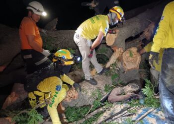 Árbol se desploma en Sonsonate y mata a un joven de 27 años