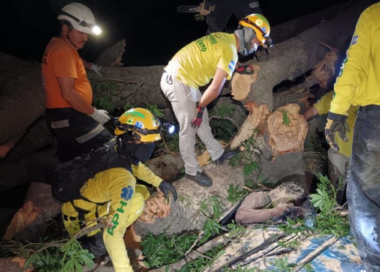 Árbol se desploma en Sonsonate y mata a un joven de 27 años
