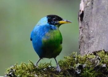 El pájaro colombiano que presenta plumaje de hembra y macho