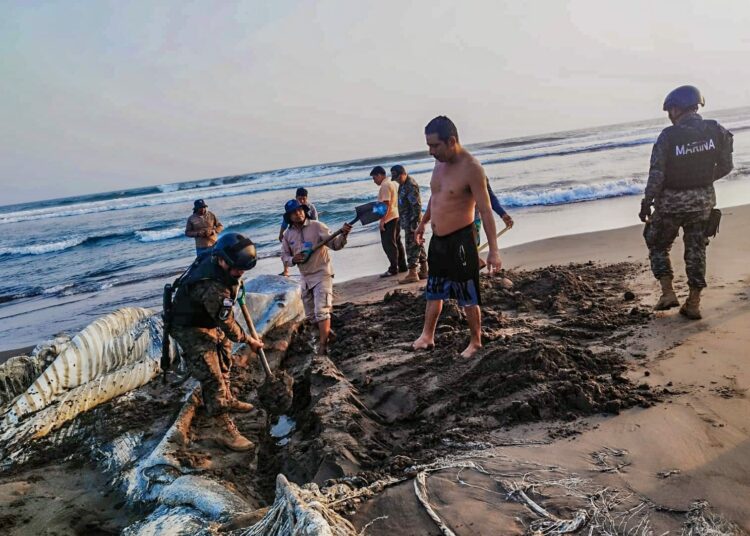 Ballena en estado de descomposición es enterrada en Garita Palmera, Ahuachapán