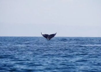 Medio Ambiente impulsa iniciativas para conservar el hábitat de delfines, ballenas y cachalotes