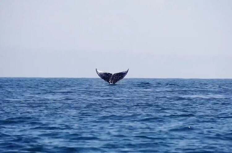 Medio Ambiente impulsa iniciativas para conservar el hábitat de delfines, ballenas y cachalotes