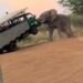 (VIDEO) Un gran elefante macho levantó un camión de safari causando pánico entre un grupo de turistas