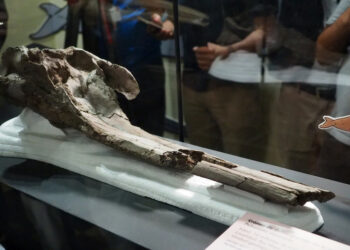 Descubren en la Amazonía el delfín de río más grande de la historia