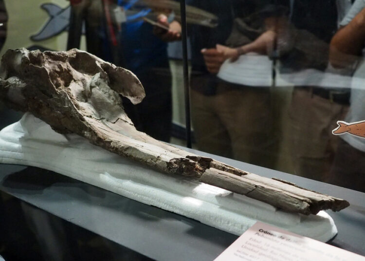 Descubren en la Amazonía el delfín de río más grande de la historia