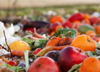 Mil millones de toneladas de comida desperdiciadas en 2022