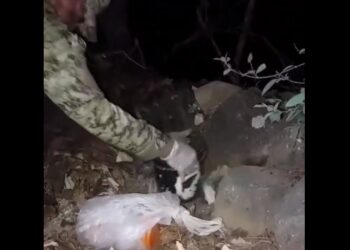 Capturan a menor de edad con 425 porciones de marihuana valorada en $5,995