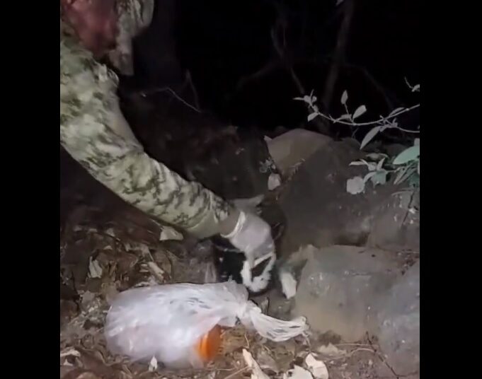 Capturan a menor de edad con 425 porciones de marihuana valorada en $5,995