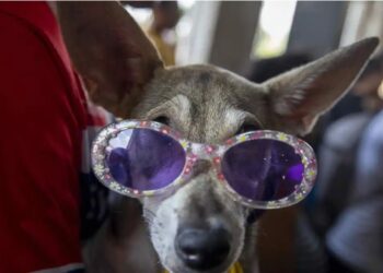 Disfrazan a perros y los bendicen en iglesia Santa María Magdalena de Nicaragua