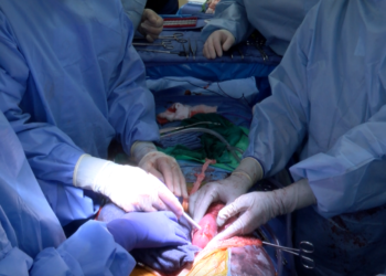 Por primera vez, un riñón de cerdo modificado genéticamente fue trasplantado con éxito a un humano