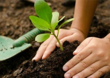 Afirman que plantar árboles puede aumentar el calentamiento global