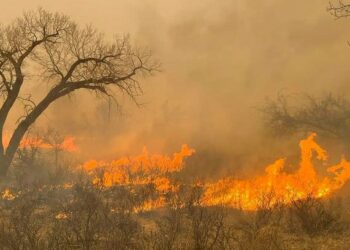 Texas lucha por contener incendios forestales ante amenaza de fuertes vientos