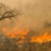 Texas lucha por contener incendios forestales ante amenaza de fuertes vientos
