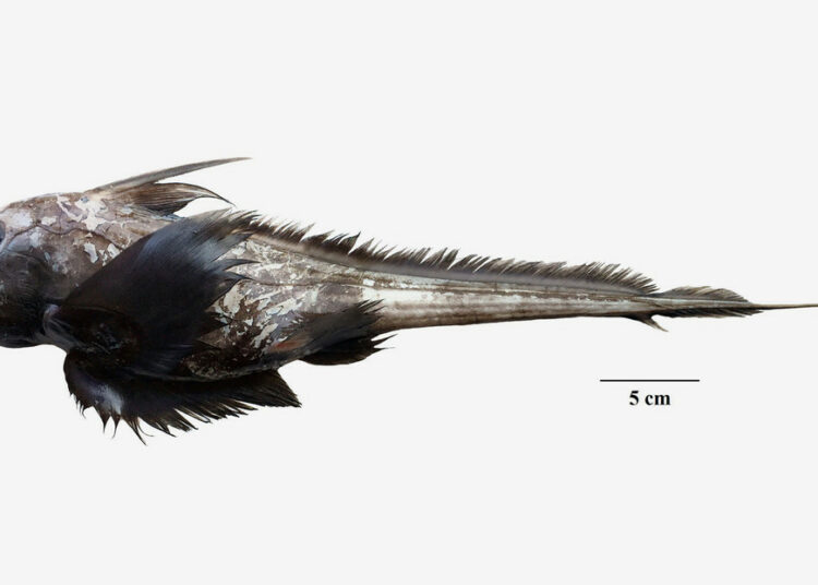 Encuentran un ‘tiburón fantasma’ desconocido por la ciencia