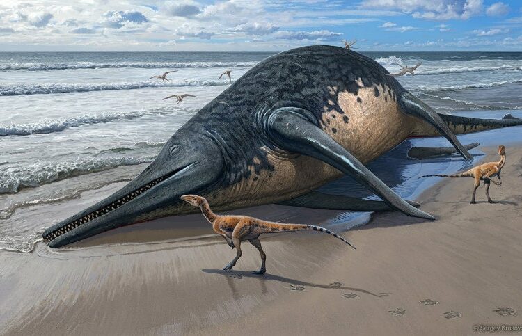 Una niña de 11 años descubre el mayor reptil marino conocido