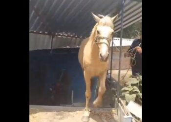 Agentes de la PNC rescatan a un caballo que cayó de un techo en La Libertad Centro