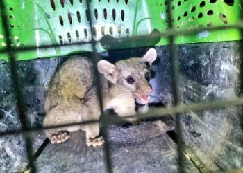Lugareños entregan a la PNC de Lourdes un cacomixtle, un animal en peligro de extinción