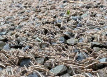 VIDEO: Captan un inusual ‘río’ de ciempiés en Taiwán