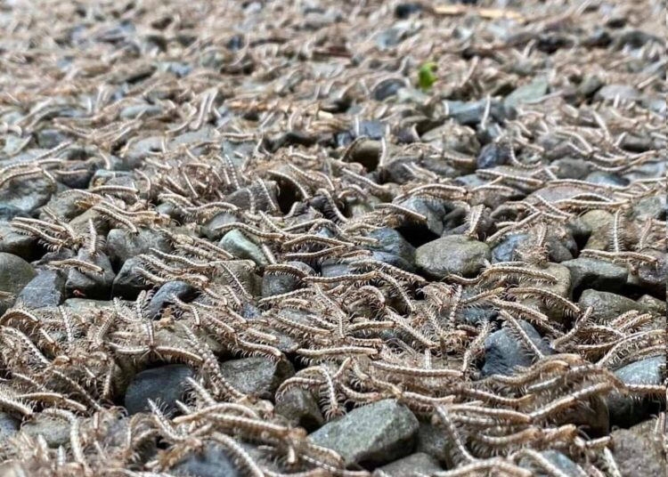 VIDEO: Captan un inusual ‘río’ de ciempiés en Taiwán