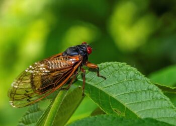 «Cigarras zombis» hipersexuales pone en alerta a los Estados Unidos