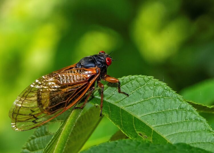 «Cigarras zombis» hipersexuales pone en alerta a los Estados Unidos