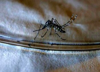 Aumenta a 119 el número de muertes por dengue en Argentina